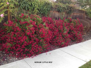 Nerium 'Little Red' 2